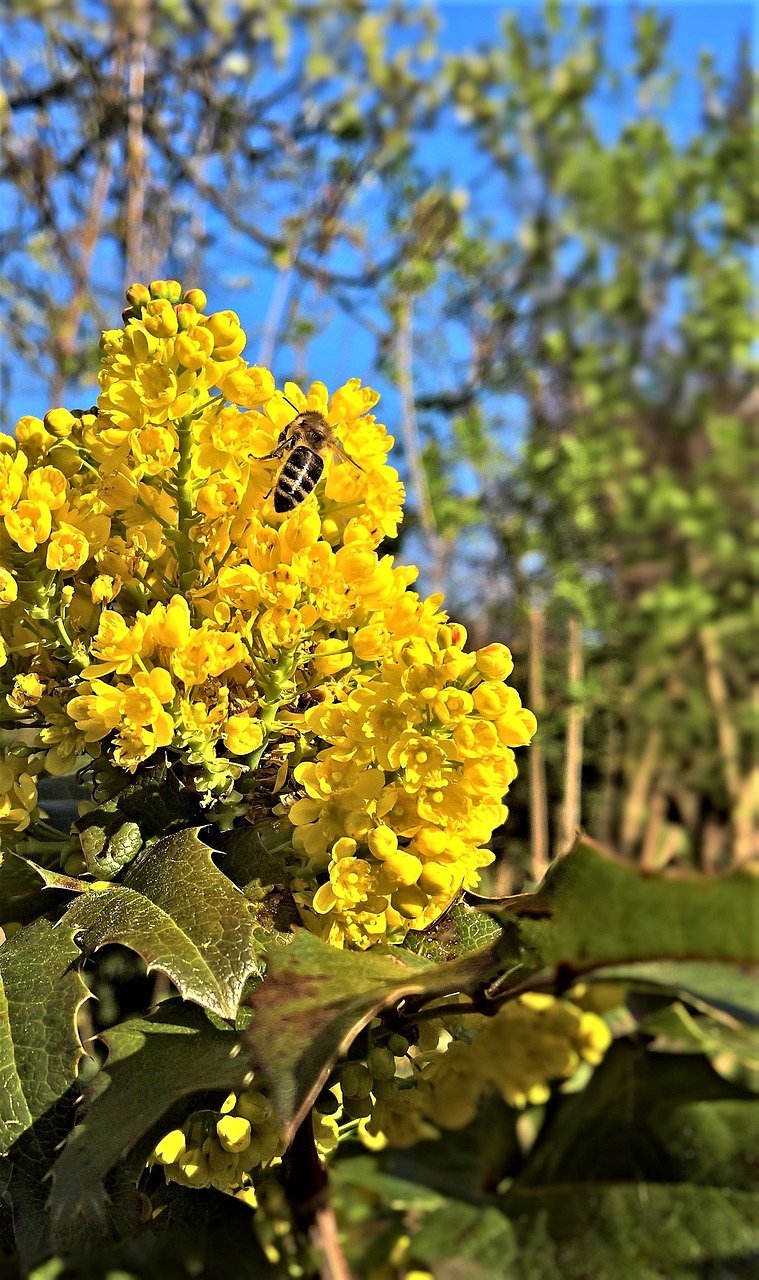 mahonia