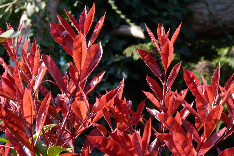 Photinia Feuilles Recroquevilleesnull